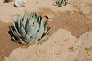 Agave with flow patterns in sand.